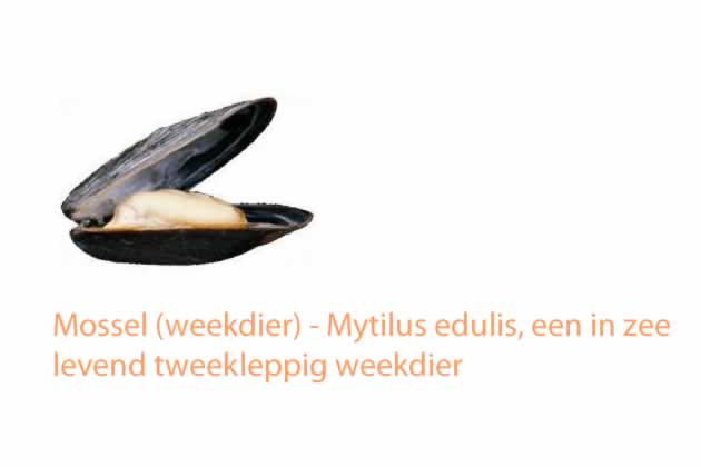 mossel, mosselen