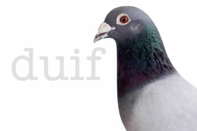 Gesmoorde duif enzo
