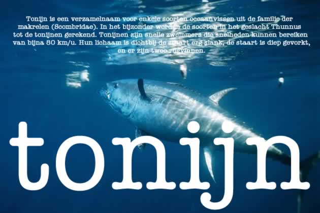 tonijn2