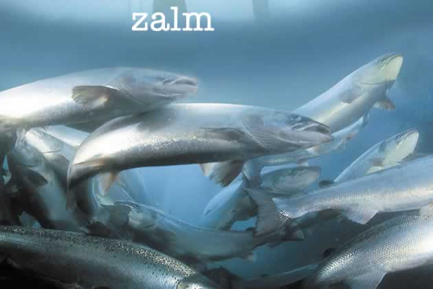 zalm
