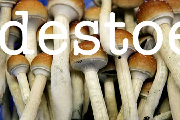 paddestoelen